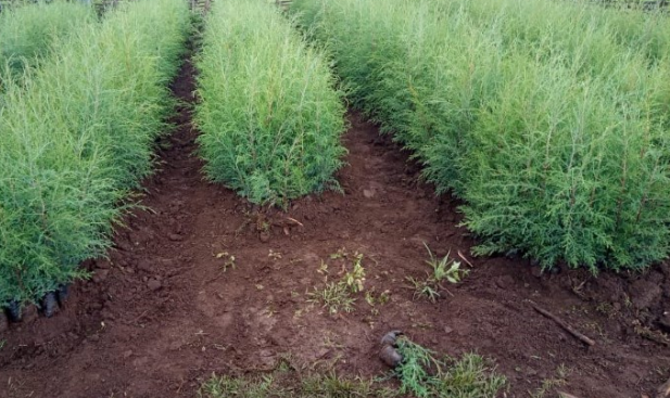 Meru legislator challenges MCAs to spearhead tree planting programmes – Kenya News Agency