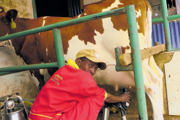 10 ways to feed your dairy cow for high milk production