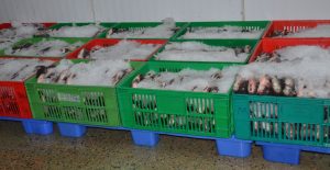 Fish caging gains popularity in Migori – Kenya News Agency