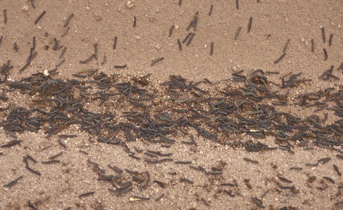 Kenya: Armyworm Infestation Wrecks Havoc on Machakos Farms