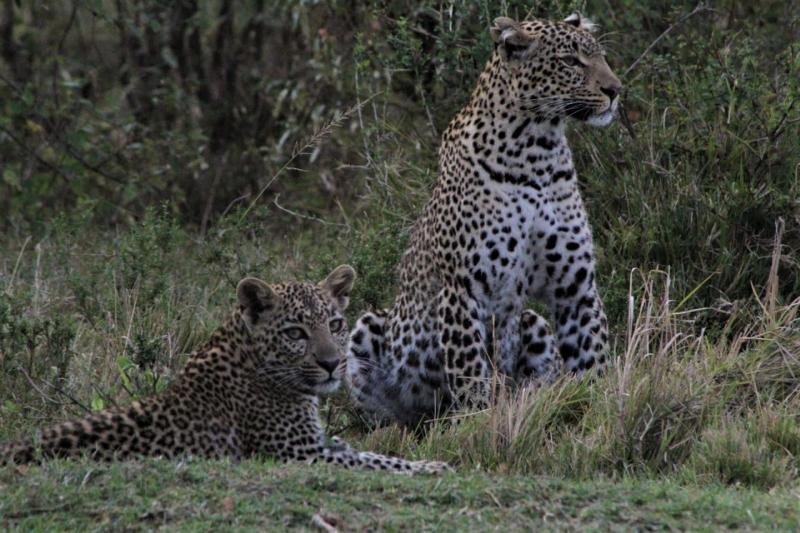 One was killed while five were injured following an attack by a leopard