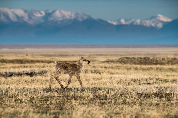 A caribou calf in a portion of the Arctic National Wildlife Refuge in Alaska that was approved for oil and gas development during the Trump administration.