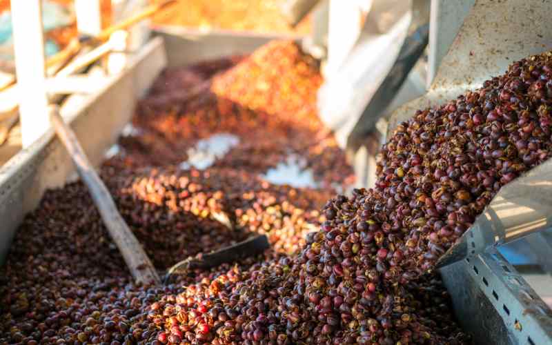 **During the expo, buyers interacted with the coffee producers to build trust.**