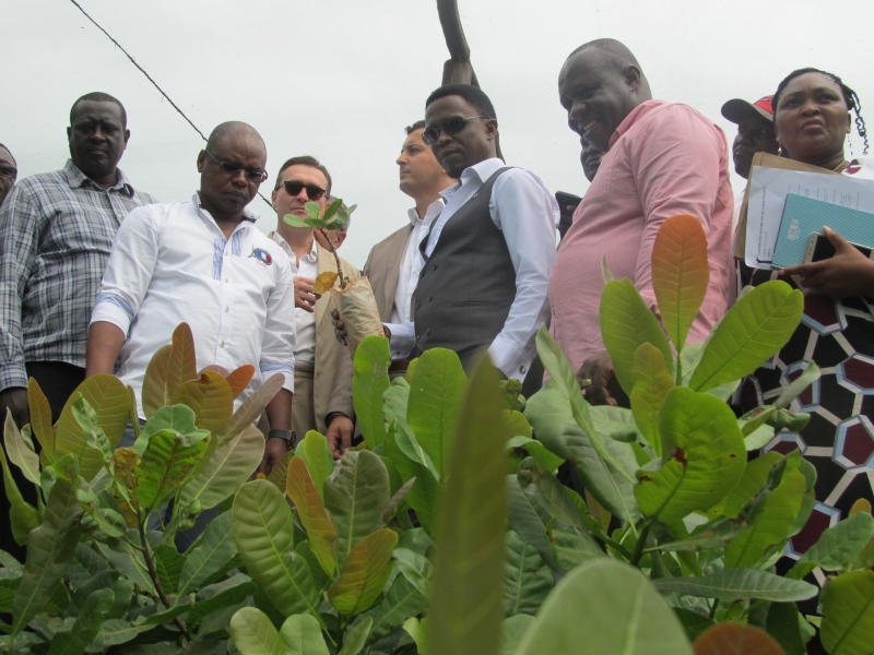 Sh240 factory gives hope for cashew nut farmers at Coast
