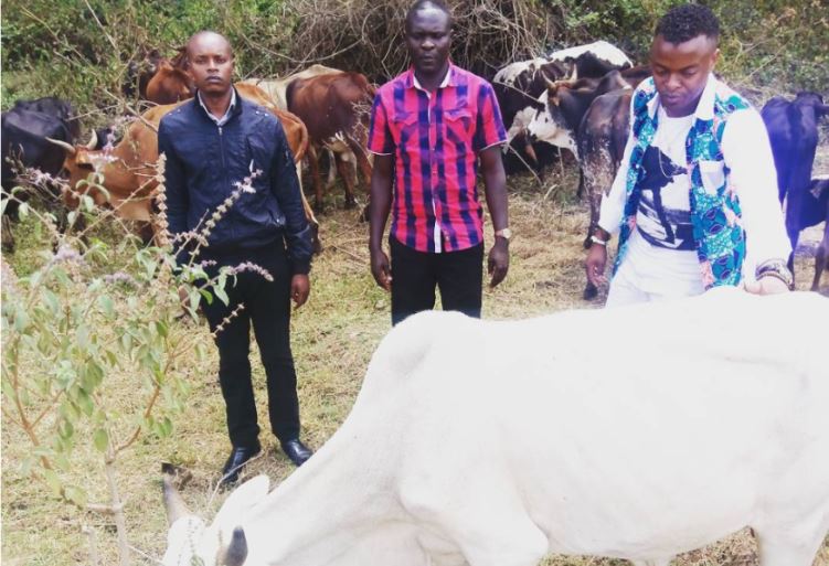 Someone Marked Ringtone's Fake Letter Banning His Cows in Karen