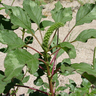 File photo of Amaranth leaves in a field 