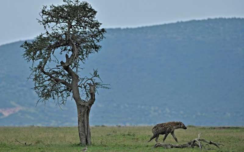 Wildlife reserves threatened as tourists stay away: The Standard