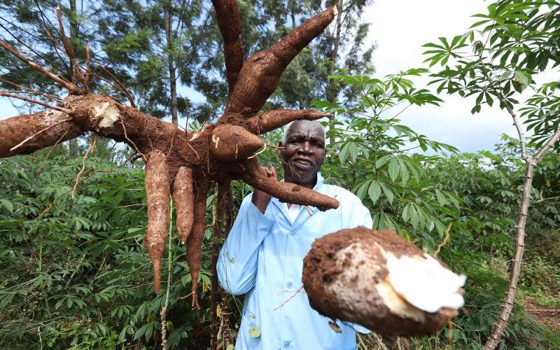 Tips on growing tasty cassava loved by clients