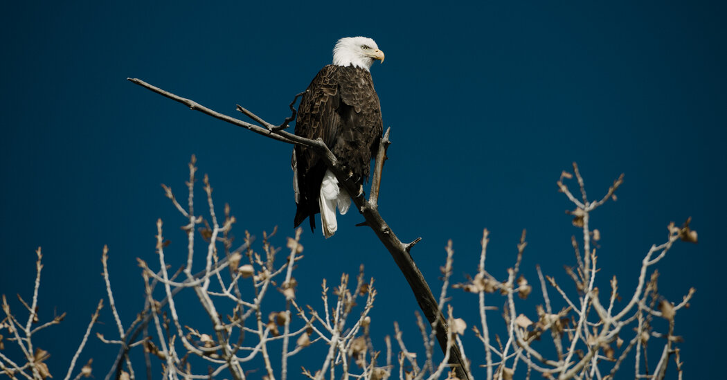 Wind Energy Company to Pay $8 Million in Killings of 150 Eagles