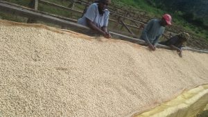 Kiambu Coffee Farmers see light at the end of tunnel – Kenya News Agency
