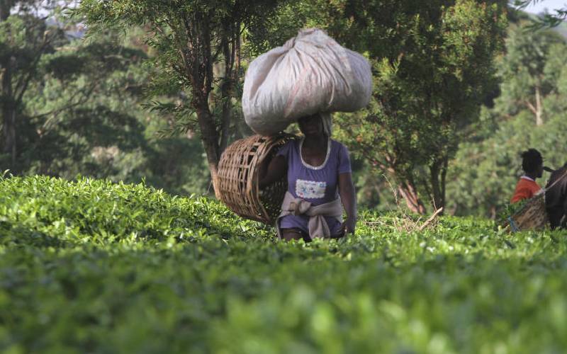 Small-scale farmers welcome new tea reforms: The Standard