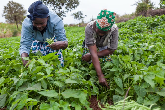 UN Competition Wants Start-Ups Shaping the Future of Food Systems