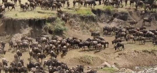 With no tourists to watch migration, Kenyan operator's planes are grounded: The Standard