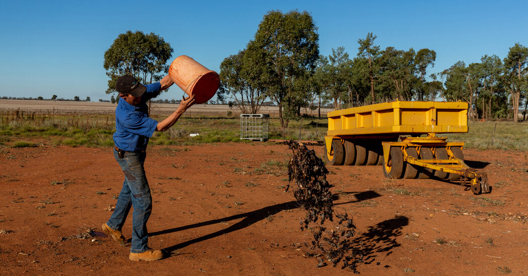 Plague of Mice in Australia Overruns Farms, Shops and Bedrooms