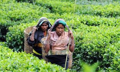 KTDA releases Sh 22bn bonus to tea farmers