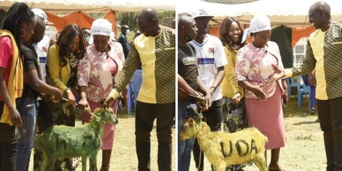 Ruto Party Warned of Prosecution for Branding Goats in UDA Colours