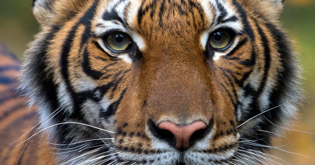 Bronx Zoo Tiger Is Sick With the Coronavirus
