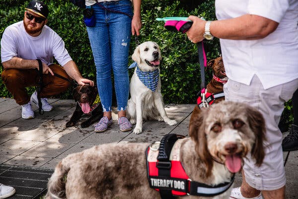 Volunteers from Bonafide Therapy Dogs walk through the surrounding neighborhoods on Saturday offering support with therapy dogs around the Champlain South Towers site.