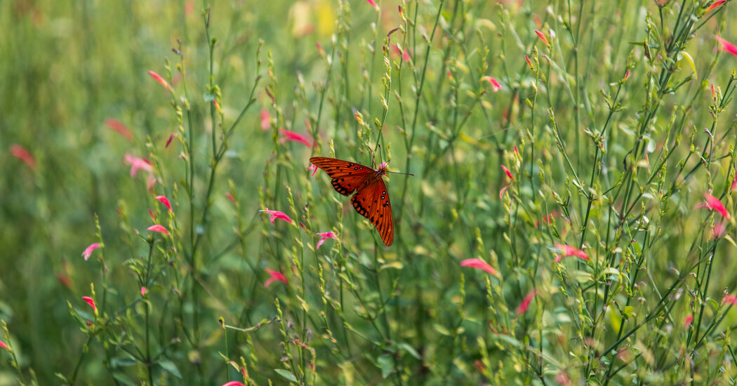 How the National Butterfly Center Became the Center of Online Lies