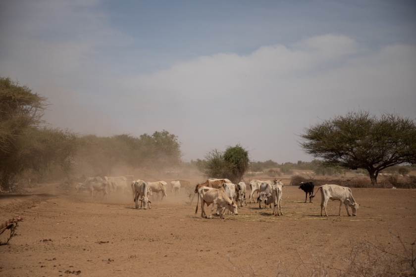 Cattle in a dusty field