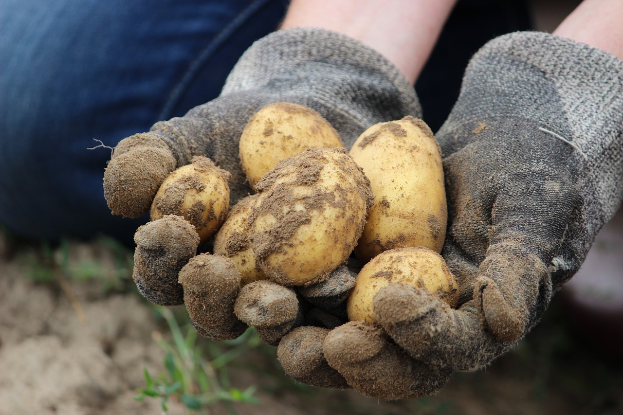 Potato now incorporated into Warehouse Receipt System
