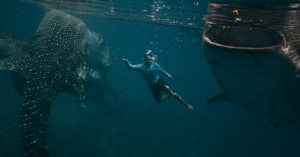 Please Don’t Feed the Whale Sharks? Fishing Town Says It Must, to Prosper.