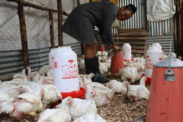 What I learnt after investing Sh. 180,000 in chicken farming