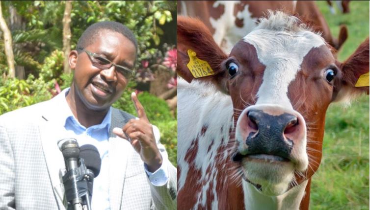 Presidential Aspirant Promises a Cow for Every Kenyan