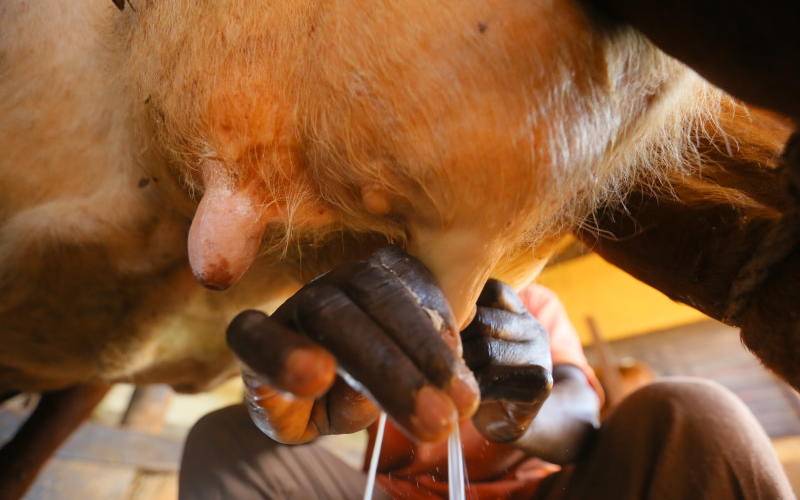 Dairy farmers at pains to keep livestock alive as drought bites