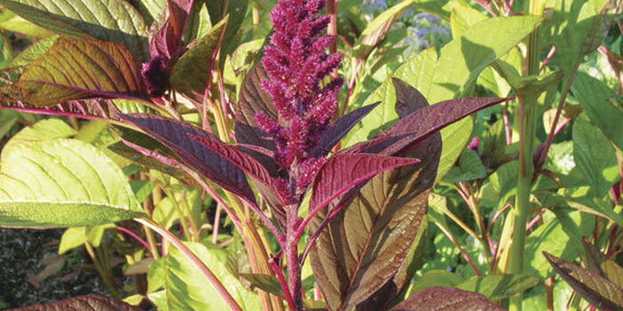 Mchicha: Wonder Amaranth Plant Fetching Over Ksh300K in 45 Days