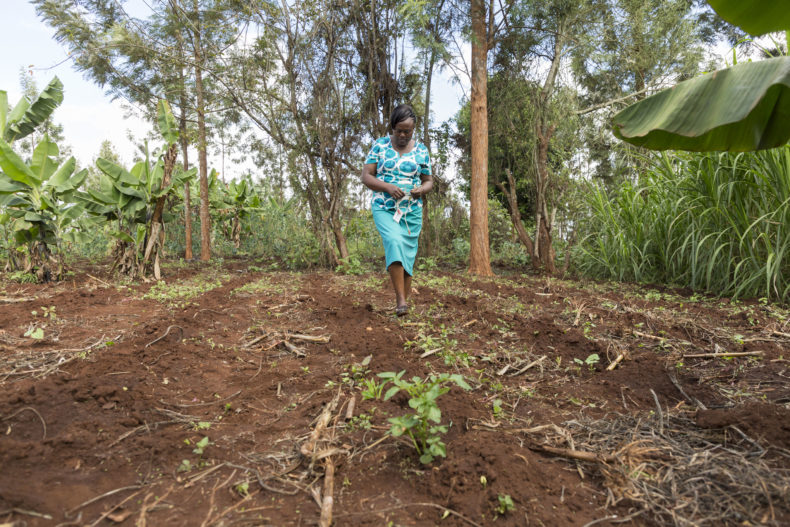 AGRA mobilises support to help smallholder farmers adapt to climate change
