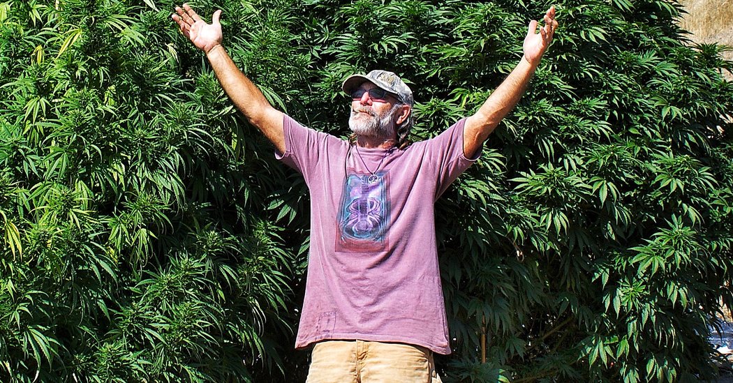 A Hidden Origin Story of the CBD Craze