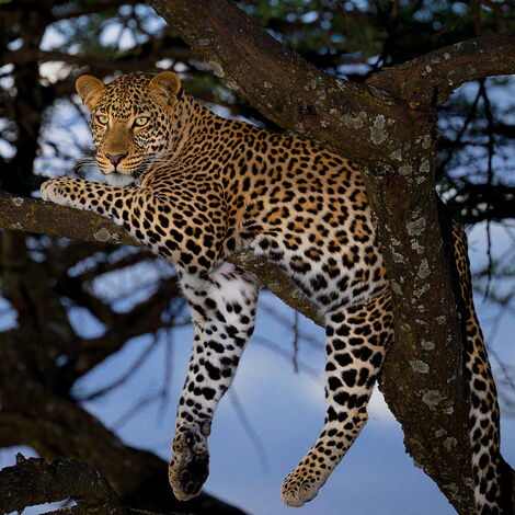 File Photo of a Leopard