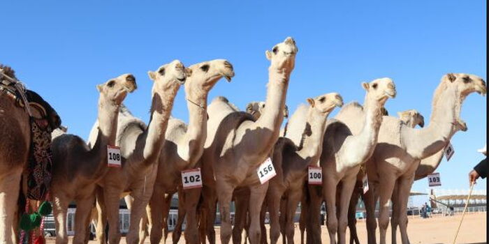 Uhuru Gifts Villagers 300 Camels