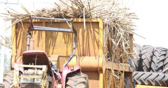 Firm denies importing cane from Uganda: The Standard