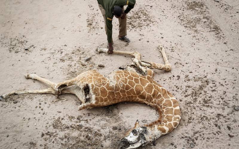 How climate change is affecting wildlife in Garissa