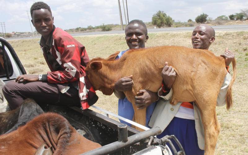 Drought stricken livestock dying in their hundreds