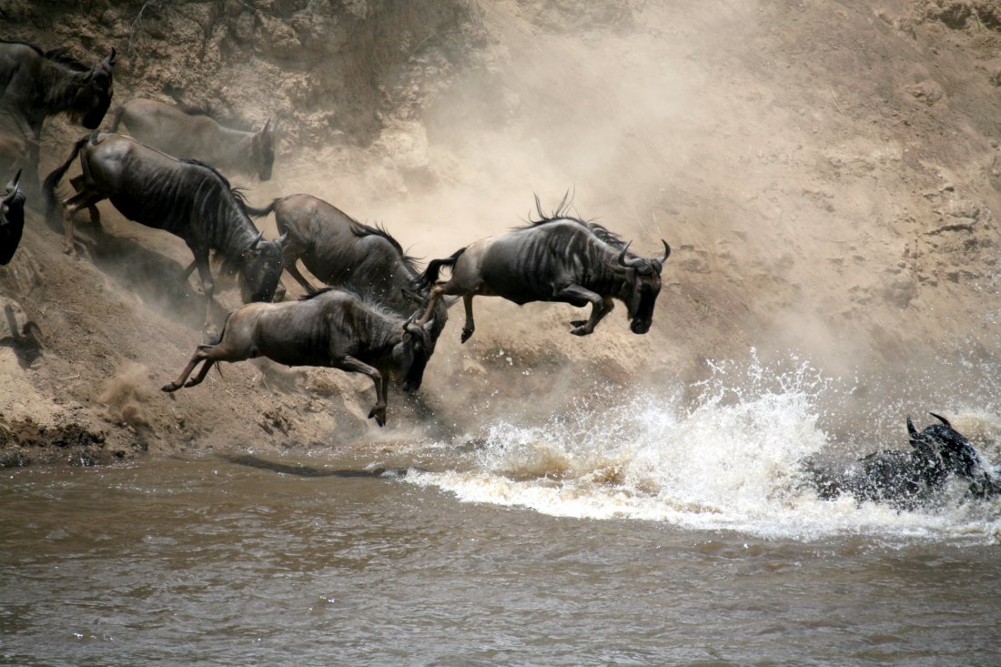 Kenya's Tourism Is Getting Back Its Groove From Wildebeest Migration
