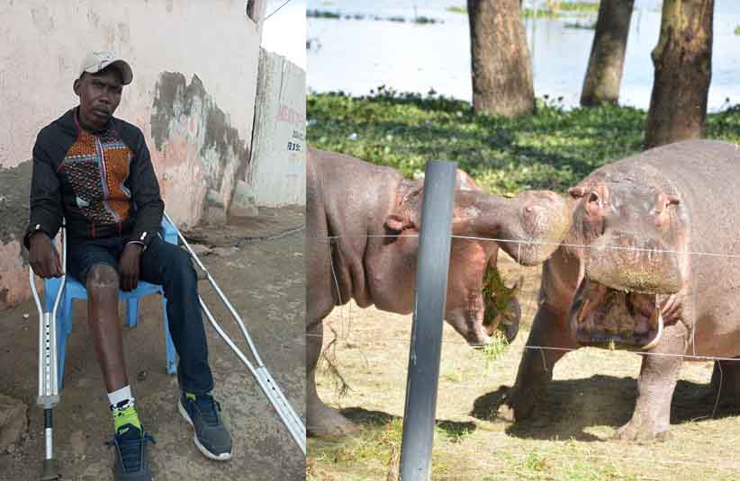 Residents request KWS to intervene as hippos maim and kill fishermen