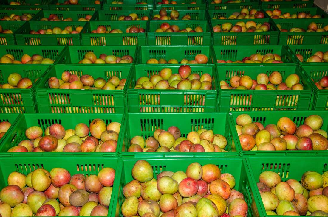 Relief for mango farmers as EU exports to resume