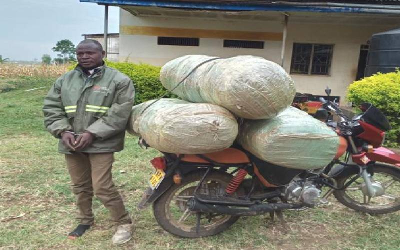 Suspect arrested with bhang worth Sh300,000 in Homa Bay: The Standard
