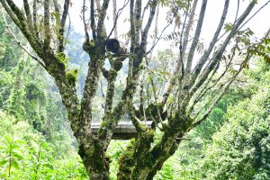 Beekeeping at risk in Elgeyo Marakwet – Kenya News Agency