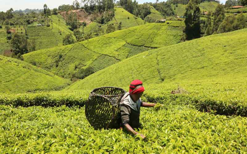KTDA: No tea fertilizer importation during short rains