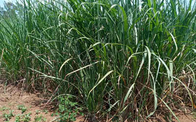 Busia farmers, millers oppose KESMA move to lift ban on sugar importation: The Standard