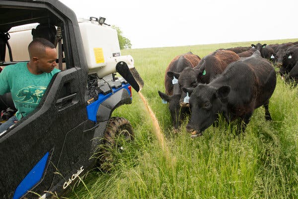 Shade Lewis, on his farm in La Grange, Mo., in May, said he spent years struggling financially and searching for credit as he built his cattle herd.