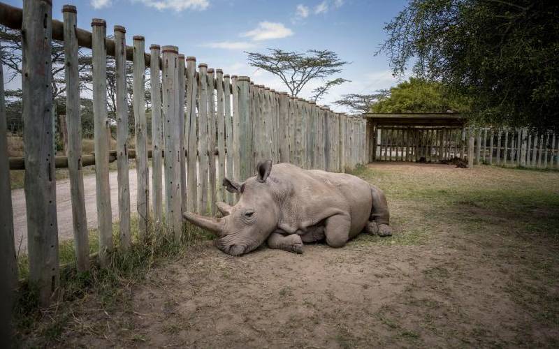 Success on rhino IVF gives hope for rare species locally