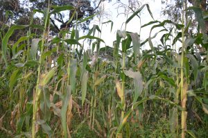 Migori farmers resort to maize importation than production – Kenya News Agency