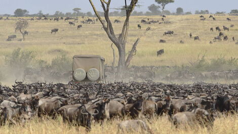 Wildebeests graze in Masai Mara in Kenya