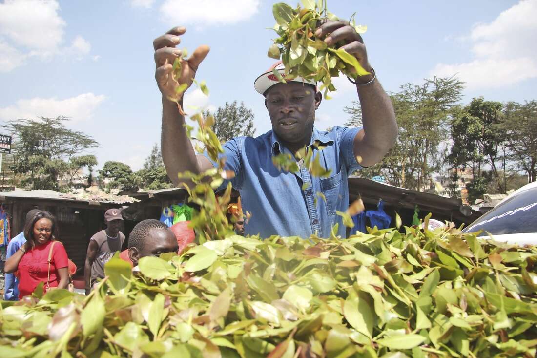 Parliament wants audit of miraa support cash