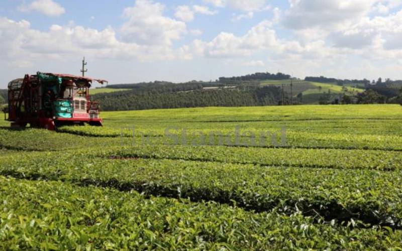 Tea pickers lose case seeking to compel James Finlay to release medical records